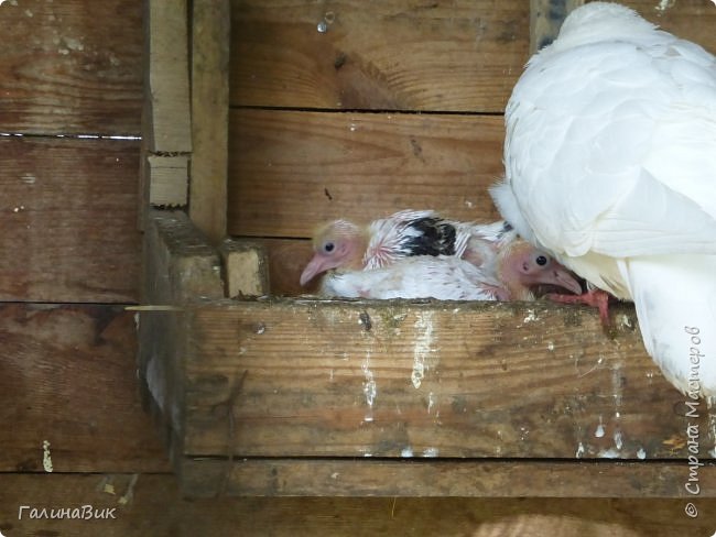 25 июля был организован поход на зообазу. Перед въездом в село Черга есть указатель "Зообаза", которая является и базой отдыха, и мини-зоопарком. Дорога оказалась длиннее, чем я предполагала. фото 16