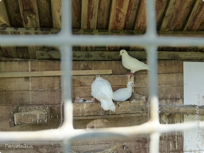 25 июля был организован поход на зообазу. Перед въездом в село Черга есть указатель "Зообаза", которая является и базой отдыха, и мини-зоопарком. Дорога оказалась длиннее, чем я предполагала. фото 15