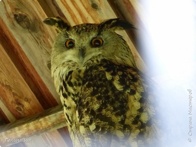 25 июля был организован поход на зообазу. Перед въездом в село Черга есть указатель "Зообаза", которая является и базой отдыха, и мини-зоопарком. Дорога оказалась длиннее, чем я предполагала. фото 7